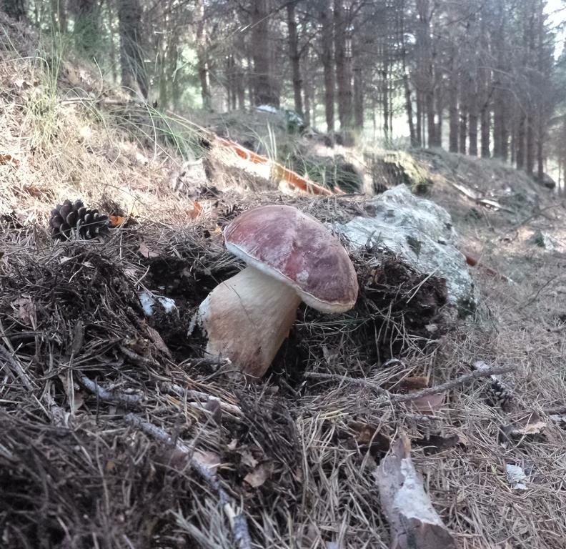 Casa Rural Con Encanto "Los Postigos" Banos De Montemayor Kültér fotó